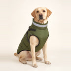 Labrador wearing the green Reflective Fleece-Lined Winter Dog Coat with reflective collar band