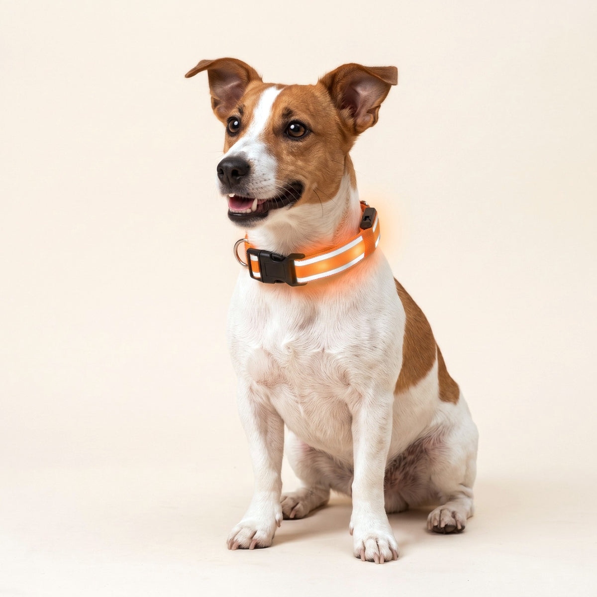 Jack Russell wearing the orange LED Light-Up Dog Collar, switched on
