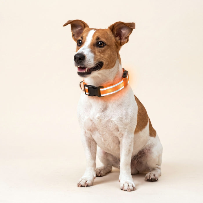 LED Light-Up Dog Collar