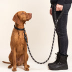 Vizsla on the black reflective rope dog leash, 1.5 m, held by its owner
