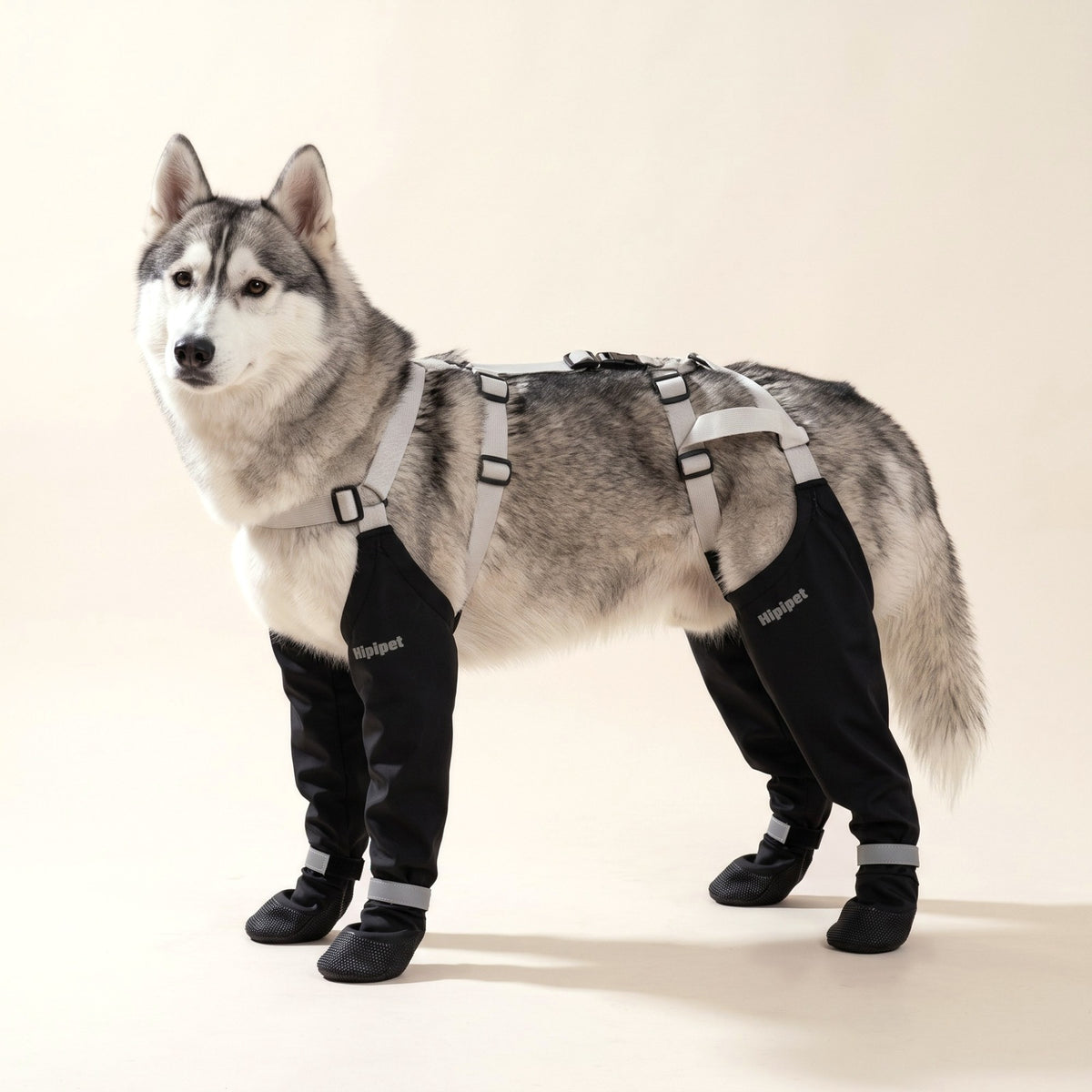 Siberian Husky wearing the black Stay-On Snow Leggings with straps over the back