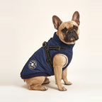 French Bulldog wearing the navy Fleece Winter Dog Vest with built-in harness
